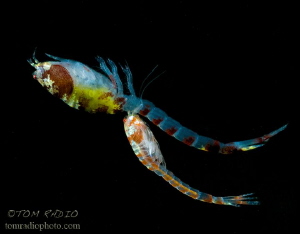 Cumacean (male & female)
Seattle, WA, U.S.A. by Tom Radio 